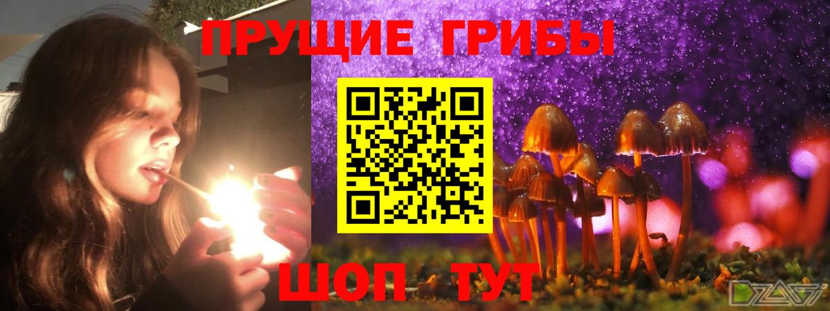 Псилоцибиновые грибы Psilocybe Сызрань